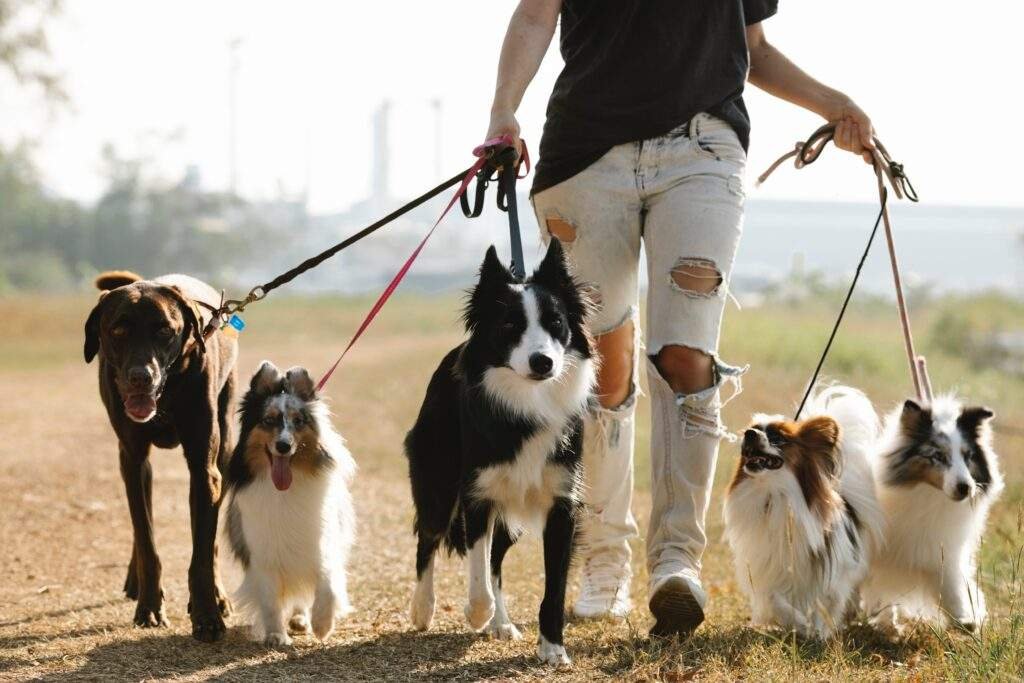 Passeador de Cachorro