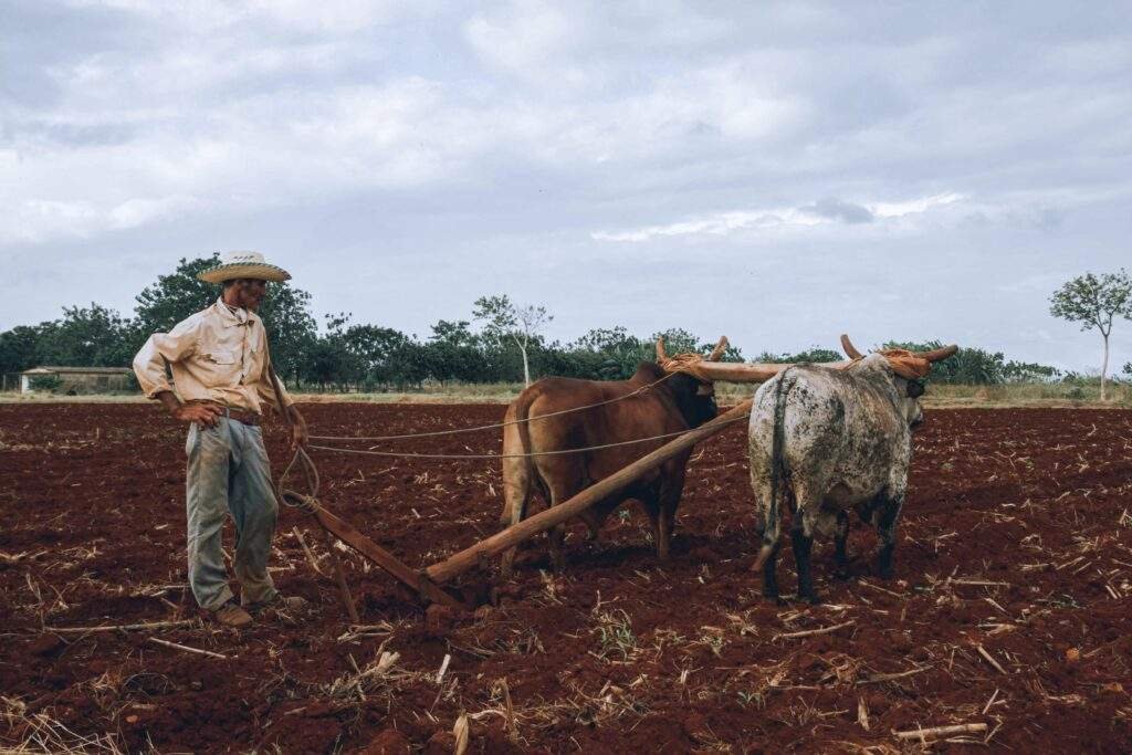Certificado de Recebimento do Agronegócio
